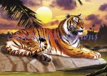 (image for) Tropical Tiger